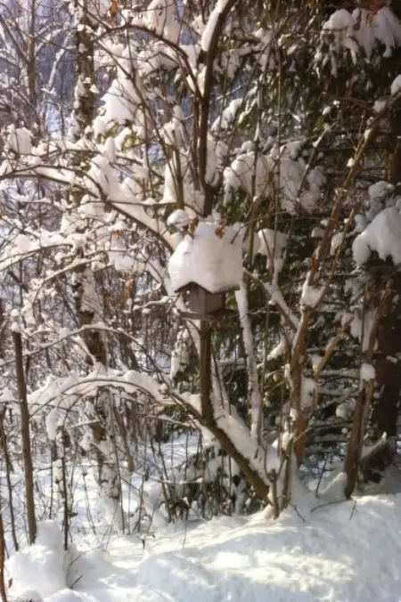 Iris, Appartement 4 personnes à Lenk - Photo 15