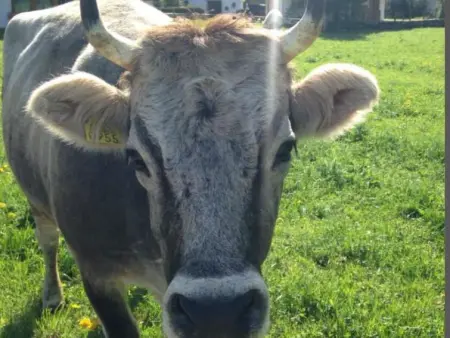 Rothenbach, Appartement 6 personnes à Lenk - Photo 22