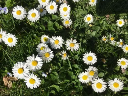 Rothenbach, Appartement 6 personnes à Lenk - Photo 26