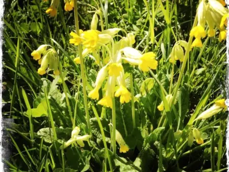 Rothenbach, Appartement 6 personnes à Lenk - Photo 27