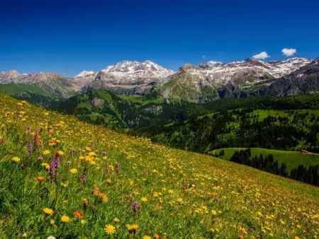 Teleboy, Appartement 4 personnes à Lenk - Photo 3