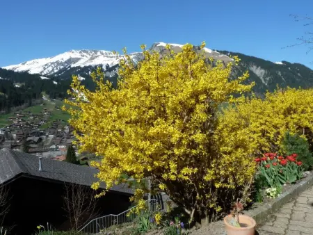 Bach, Appartement 2 personnes à Lenk - Photo 4