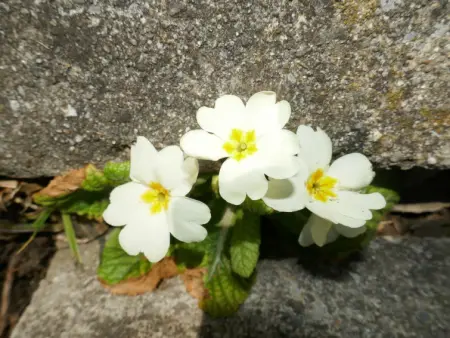Chalet Albi, Appartement 4 personnes à Grindelwald - Photo 15
