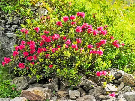 Rose Studio Y, Appartement 2 personnes à Wengen - Photo 13