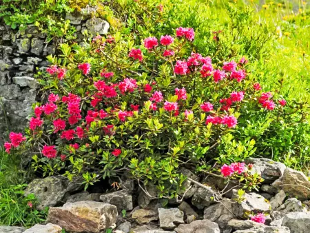 Bristol Apt.S, Appartement 4 personnes à Wengen - Photo 26