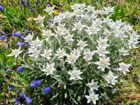 Orion, Appartement 2 personnes à Saas Grund - Photo 6