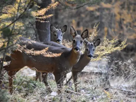 Orion, Appartement 2 personnes à Saas Grund - Photo 11