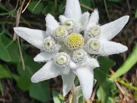 Orion, Appartement 2 personnes à Saas Grund - Photo 14