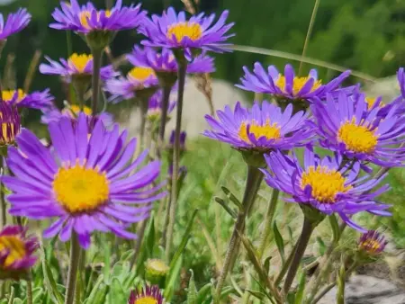 Orion, Appartement 2 personnes à Saas Grund - Photo 17