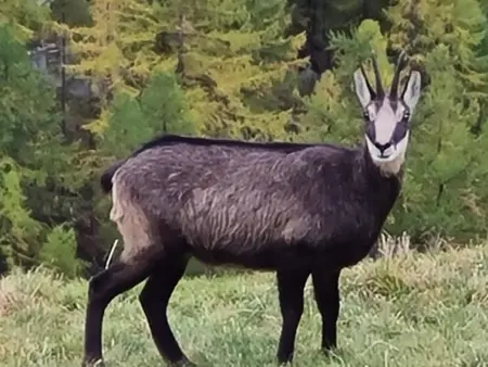 Orion, Appartement 2 personnes à Saas Grund - Photo 19