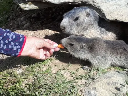 Orion, Appartement 2 personnes à Saas Grund - Photo 20