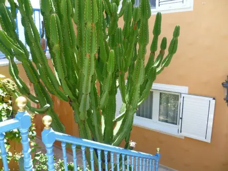Charmantes Ferienhaus in Chayofa mit Terrasse, Garten und Pool - Photo 17