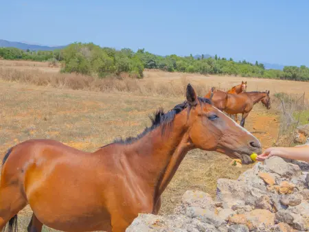 Finca rurale piscine et clim - 6 pers., Gite 6 personnes à Santa Margalida - Photo 7