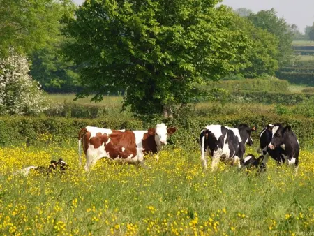 Gîte avec parking, animaux OK - Vue sur bocage, Gite 6 personnes à Marbaix - Photo 29