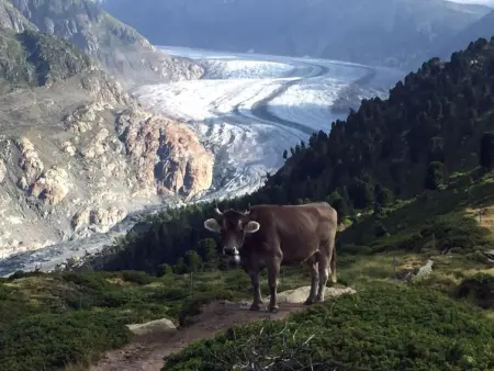 Amici 1. OG West, Appartement 4 personnes à Riederalp - Photo 3