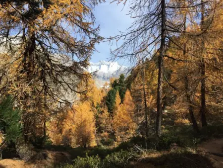 Amici 1. OG West, Appartement 4 personnes à Riederalp - Photo 14