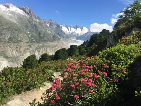 Amici 1. OG West, Appartement 4 personnes à Riederalp - Photo 41