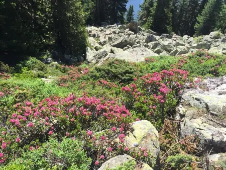 Amici 1. OG West, Appartement 4 personnes à Riederalp - Photo 42