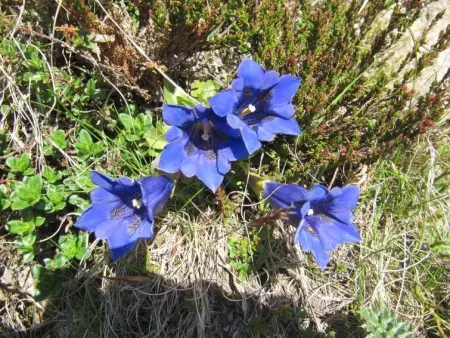 Amici 1. OG West, Appartement 4 personnes à Riederalp - Photo 43