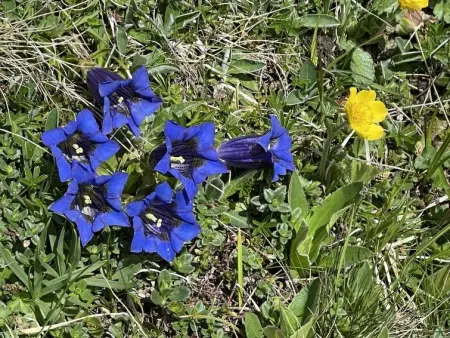 Amici 1. OG West, Appartement 4 personnes à Riederalp - Photo 45