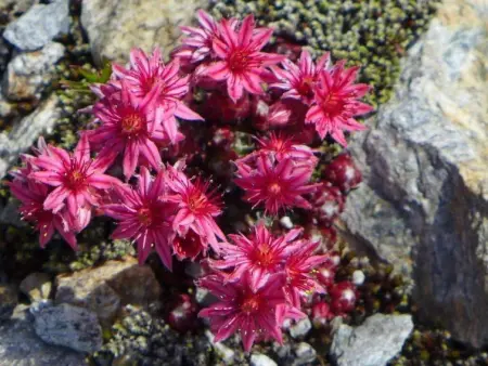 Amici 1. OG West, Appartement 4 personnes à Riederalp - Photo 48