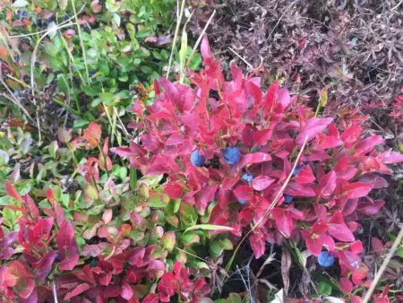 Amici 1. OG West, Appartement 4 personnes à Riederalp - Photo 49