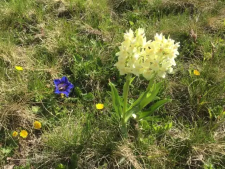 Amici 1. OG West, Appartement 4 personnes à Riederalp - Photo 50