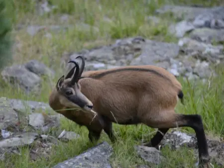 Amici 1. OG West, Appartement 4 personnes à Riederalp - Photo 51