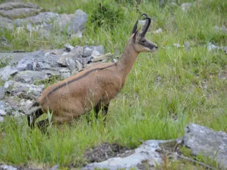 Amici 1. OG West, Appartement 4 personnes à Riederalp - Photo 52