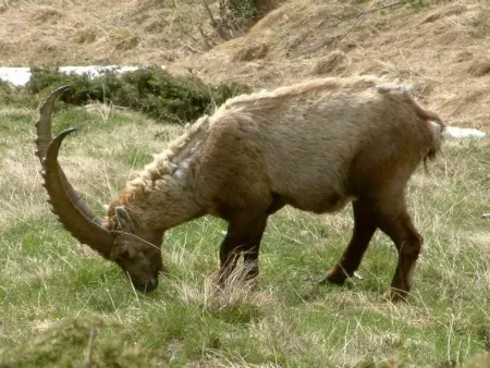 Amici 1. OG West, Appartement 4 personnes à Riederalp - Photo 53