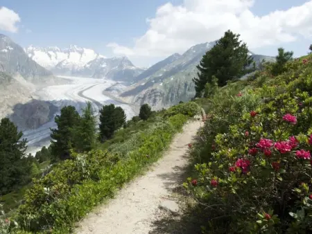 Almenrausch 2. OG Süd-Ost, Appartement 6 personnes à Riederalp - Photo 16