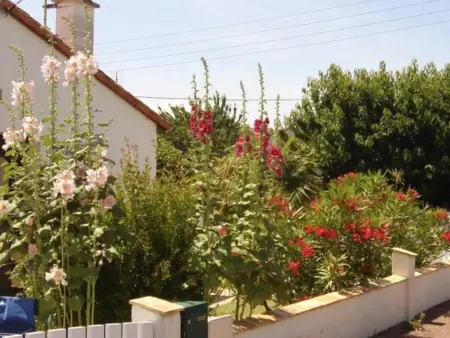 Maison calme, animaux admis - 6 pers., Maison 6 personnes à Fouras - Photo 12