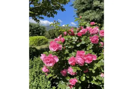 341491, Cérisiers - Rosiers - Photo 10