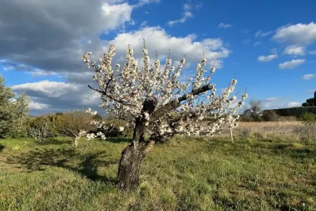 341491, Cérisiers - Rosiers - Photo 18