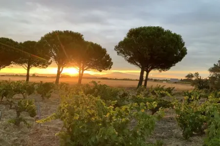 341491, Cérisiers - Rosiers - Photo 36