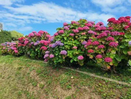 Maison conviviale avec jardin près de Trédrez-Locquémeau - Photo 15