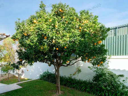 Villa avec piscine privée - 10 pers., Villa 10 personnes à Albufeira - Photo 19