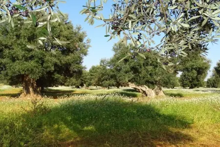 119818, Villa Dolce Vita - Photo 19