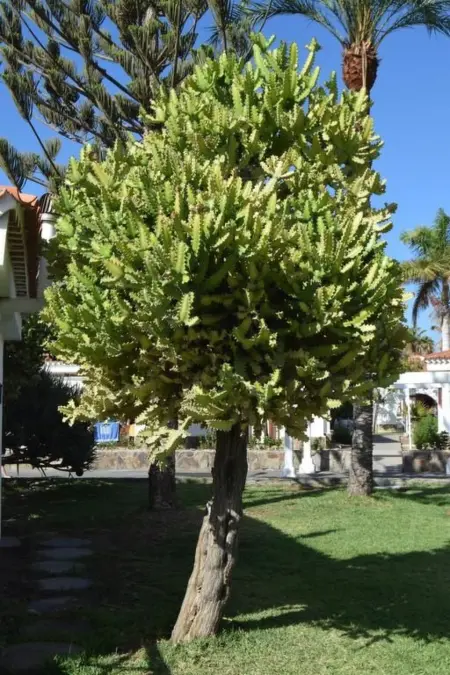 für 4 Personen ca. 40 m&sup2; in Maspalomas, Gran Canaria (Südküste Gran Canari - Photo 18