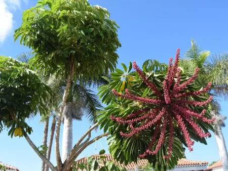 für 4 Personen ca. 40 m&sup2; in Maspalomas, Gran Canaria (Südküste Gran Canari - Photo 21