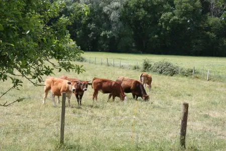 Manoir charmant à Beaumont-en-Véron avec jardin - Photo 14