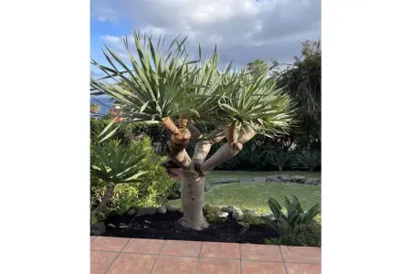 208586, Villa PertodoMar Supérieure Verte - Photo 8