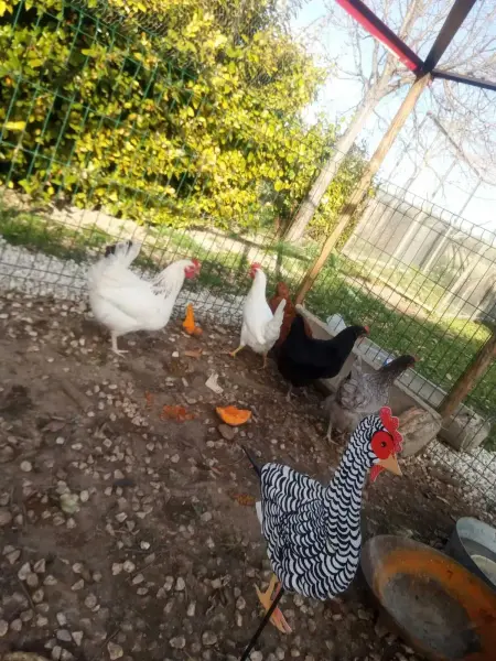 Studio accueillant avec piscine à Cabrières-d'Avignon 40 m² - Photo 24