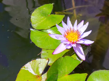 Lotus, Villa 8 personnes à Almuñécar - Photo 46