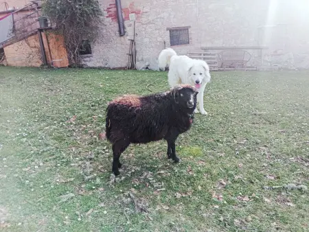La Capanna, Maison 2 personnes à Gaiole in Chianti - Photo 47