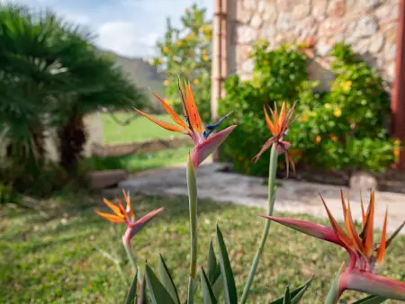Villa piscine et clim - 6 pers., Villa 4 personnes à Pollença - Photo 34