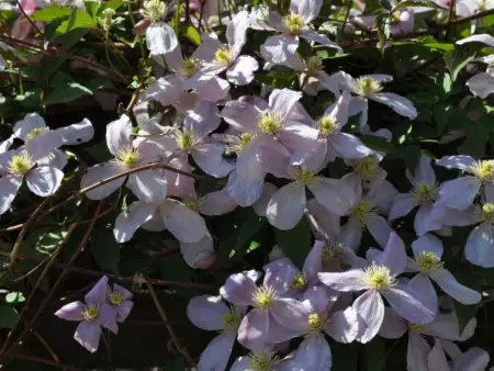 Ferienwohnungen Senda 495D, Appartement 2 personnes à Scuol - Photo 10