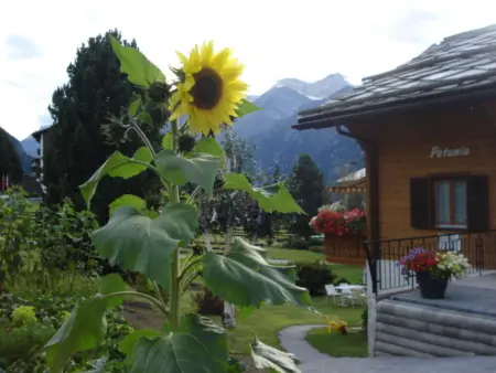Chalet Petunia, (Grächen), 1116, Appartement 5 personnes à Grächen - Photo 27