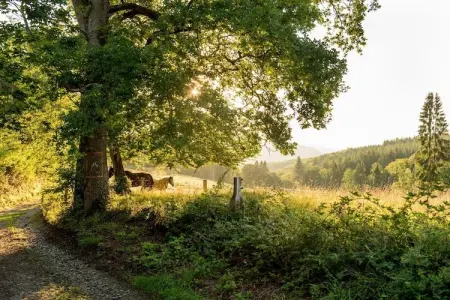 Woning Beffe-Rendeux, Charmante maison de vacances dans les Ardennes pour 8 personnes - Photo 17