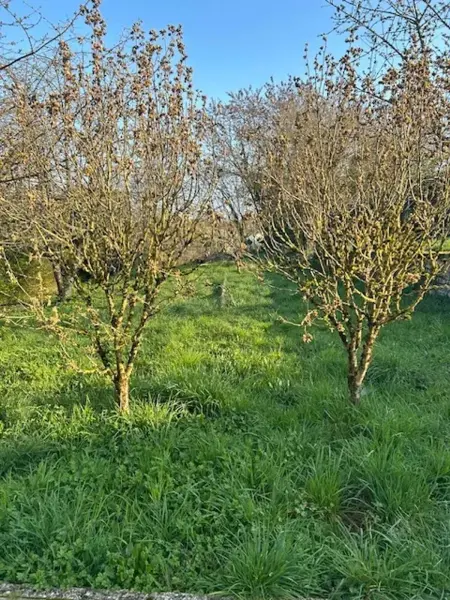 Charmante maison à Cemboing, 700 m², Maison 5 personnes à Cemboing - Photo 17